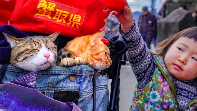 Owner Takes His 2 Cats On His Travels Around Japan And Their Instagram Is Purrfect