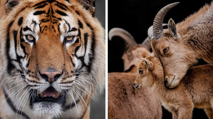 I Photograph Wild Animals, Here Are 36 Of My Favorite Ones